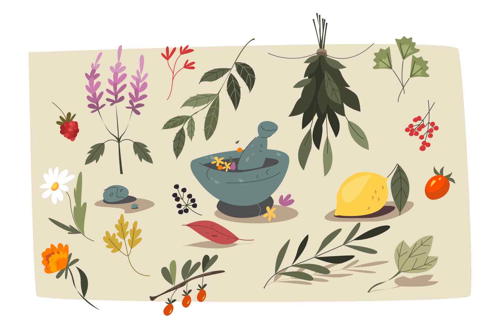 Wild flowers herbals vector illustration. Medicinal plants, berries and tea herbal collections.
