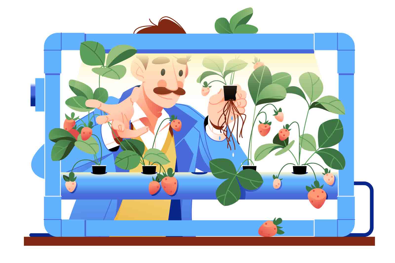 Hydroponics technology for plants growing, vector illustration. A man takes care of strawberries on an artificial farm built on hydroponics technology